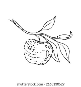 boceto de la hoja de la rama de manzana dibujado a mano vectorial fruto rojo. verde hoja. sabrosa huerta. ilustración de línea negra vintage de caída orgánica