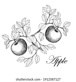 Apple. Branch with leaves and apples. Vector. Black and white drawing. Drawn illustrations. Isolated on white background