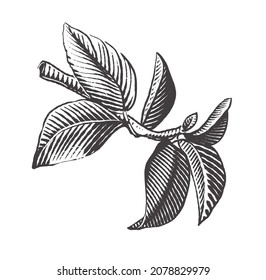 Apple branch vector drawing. Hand drawn tree branch with leaves. Engraving style. Vector illustration of apple.