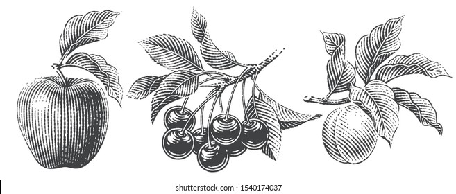 Apple, cherry and apricot set. Hand drawn engraving style illustrations.