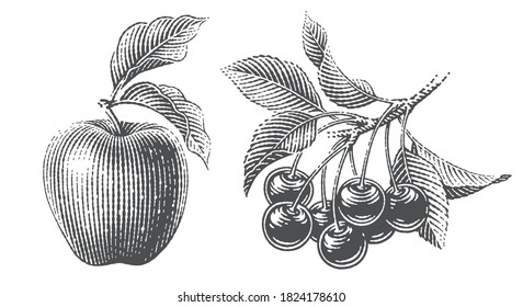 Apple and cherry branch. Hand drawn engraving style illustrations.