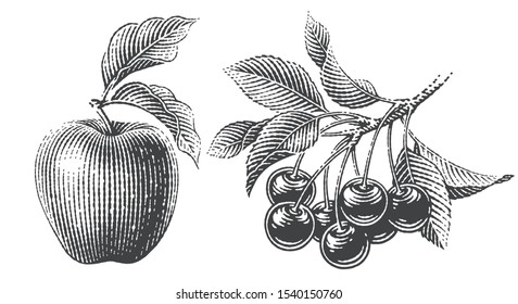 Apple and cherry composition. Hand drawn engraving style illustrations.