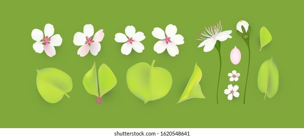 Apple and cherry flower and leaves set. Realistic blossom.