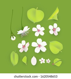 Apple and cherry flower and leaves set. Realistic blossom.