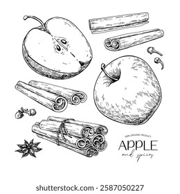 Apple and cinnamon vector drawing. Fruit and winter spices sketch. Whole and sliced apple, cinnamon sticks, cloves, star anise.  Hand drawn ingredients for pie, mulled wine, tea, Christmas hot drinks.