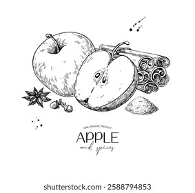 Apple and cinnamon vector drawing. Fruit and winter spices sketch. Sliced apple, cinnamon sticks and powder, cloves, star anise.  Hand drawn ingredients for pie, mulled wine, tea, Christmas hot drinks