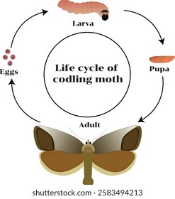 Apple coddling moth, Cydia pomonella, is a moth which is well known as an agricultural pest. It is also the most widely distributed pest of apple, pear, and walnuts in the world. 