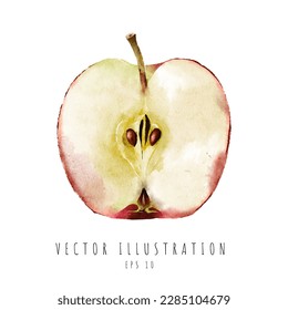 Apple cross section watercolor painting isolated on white background. Vector illustration