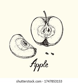 Apple cut half, slice and seeds, outline simple doodle drawing with inscription, gravure style