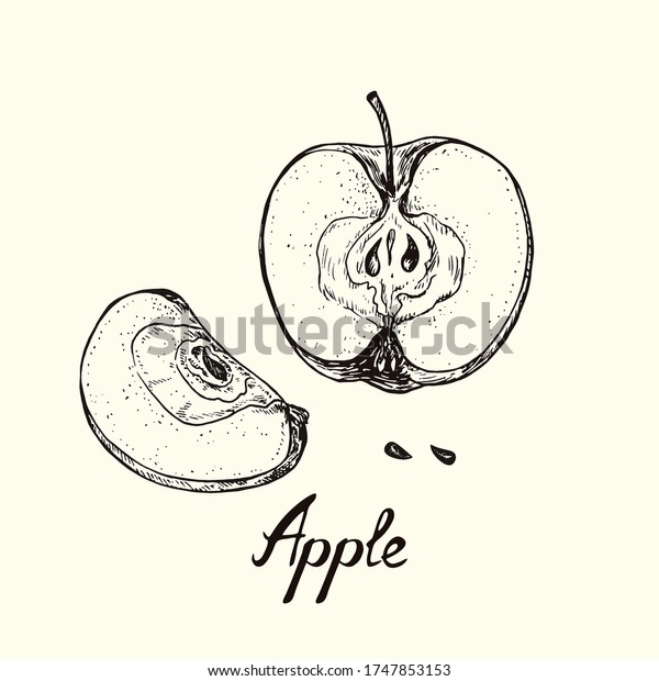 Apple Cut Half Slice Seeds Outline Stock Vector Royalty Free