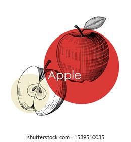 Apple design template. Engraved apple. Vector illustration for label, poster, baner, packaging or other
