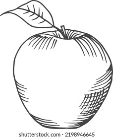 Apple drawing. Knowledge symbol. Fresh fruit engraving