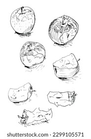 Apple, eating apple, sketch, line drawing, fruit. Isolated vector. Pen and ink.