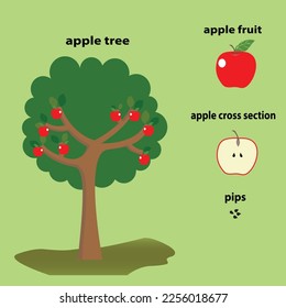 Apple education teaching resources with apple tree, apple fruit and pips, 