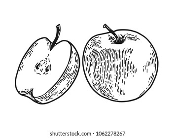 apple engraved sketch