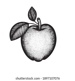 Apple. Engraving style apple vector illustration. Apple with leaves hand drawn graphic. Part of set.