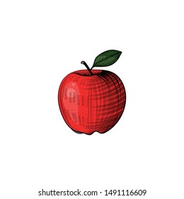Apple in engraving vintage style, vector illustration isolated on white background