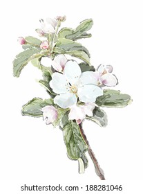 Apple flower blossoms in full bloom  