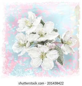 Apple flower blossoms in full bloom