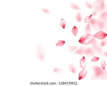 Apple flower flying petals isolated on white. Idyllic floral background. Japanese sakura petals spring confetti, blossom elements flying. Falling cherry bloom flower parts vector.