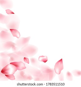 Apple flower flying petals isolated on white. Realistic floral background. Japanese sakura petals spring confetti, blossom elements flying. Falling cherry blossom flower parts vector.