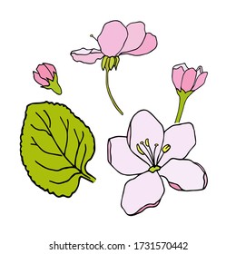 Apple flower and leaf by hand drawn  isolated on white background. Sketch elements set for graphic and web design.