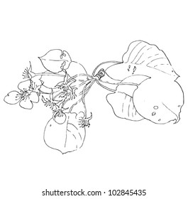 Apple flower sketch