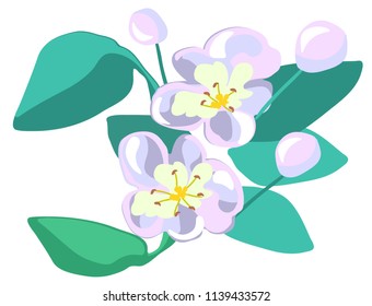 Apple flowers and buds with leaves vector graphics