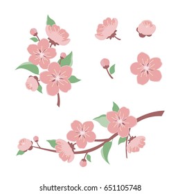 Apple flowers. Cherry flowers Branch. Vector Illustration