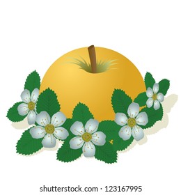 Apple and apple flowers. The illustration on a white background