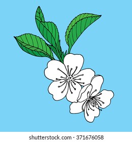 Apple flowers on blue background hand drawn
