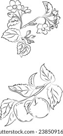 Apple and flowers sketch illustration. Black linear apple on branch, farming illustration isolated on white background