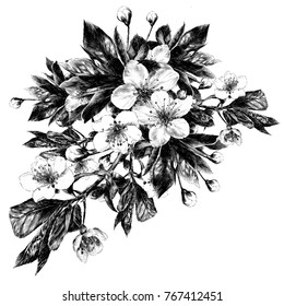 Apple flowers sketch vector graphics monochrome black-and-white drawing