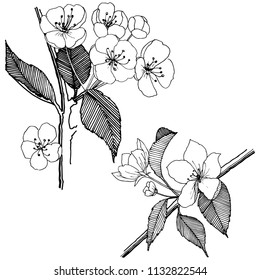 Apple flowers in a vector style isolated. Full name of the plant: apple flowers. Vector flower for background, texture, wrapper pattern, frame or border.