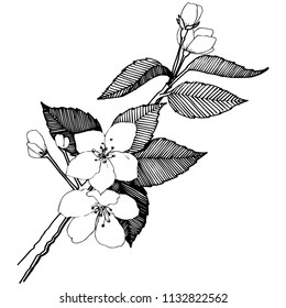 Apfelblumen im Vektorstil einzeln. Vollständiger Name der Pflanze: Apfelblumen. Vektorblume für Hintergrund, Textur, Wrapper-Muster, Rahmen oder Rahmen.