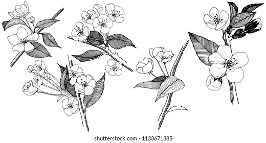Apple flowers in a vector style isolated. Full name of the plant: apple flowers. Vector flower for background, texture, wrapper pattern, frame or border.