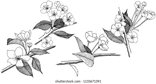 Apple flowers in a vector style isolated. Full name of the plant: apple flowers. Vector flower for background, texture, wrapper pattern, frame or border.