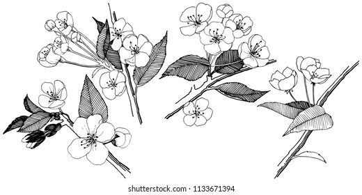 Apple flowers in a vector style isolated. Full name of the plant: apple flowers. Vector flower for background, texture, wrapper pattern, frame or border.