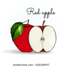 Apple. Fresh fruit: whole apple, slice, cut pieces, plant leaves. Red apples. Organic. Graphic vector set. Hand drawn. Colored botanical illustration Isolated on white background. Engraving. Outline.