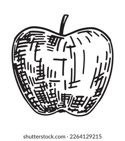 Apple fruit clipart. Autumn edible harvest. Hand drawn vector illustration. Retro engraving style sketch isolated on white background..
