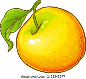 Apple Fruit Colored Detailed Illustration