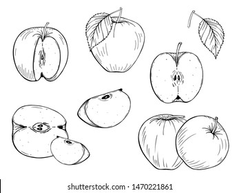 Apple. Fruit graphic vector set. Whole apple, slice, cut pieces, plant leaves. Hand drawn. Black and white. Stylized linear illustration. Isolated on white background. Engraved. Coloring book.