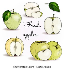 Apple. Fruit graphic vector set. Whole apple, slice, cut pieces, plant leaves. Green, yellow. Hand drawn. Colored botanical illustration. Isolated on white background. Engraving. Outline. 
