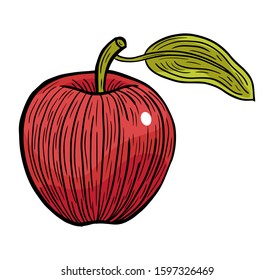 apple fruit hand drawn engraved sketch drawing vector
