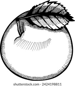 Apple fruit hand drawn engraving style vector illustrations. Gala apple fruit drawing vintage clip art isolated on white background.