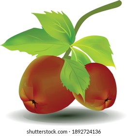 Apple fruit isolated on white background. Vector illustration