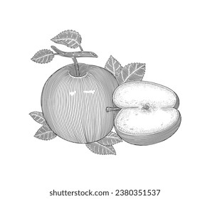 apple fruit with leaf and half slice, Vintage engraving drawing style illustration