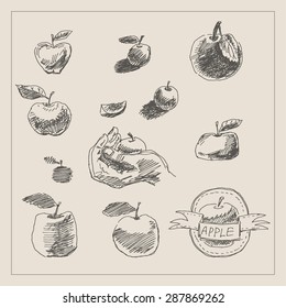 Apple fruit with leaf and ribbon, in engraving etching sketch hand drawing style, for diet, natural health food  and  vegetarian nutrition design