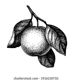 Apple fruit and leaves. Ink sketch isolated on white background. Hand drawn vector illustration. Retro style.