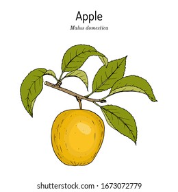 Apple fruit (Malus domestica), edible and medicinal plant. Hand drawn botanical vector illustration